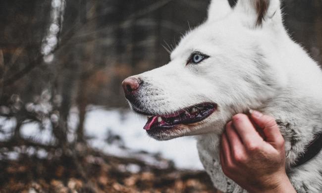 A woman strokes a blue-eyed white dog while outside