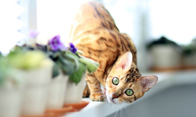 Bengal cat peering around a row of potted plants
