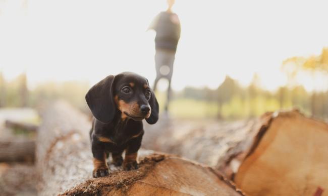 A Black and Tan Dachshund puppy standing on a log.