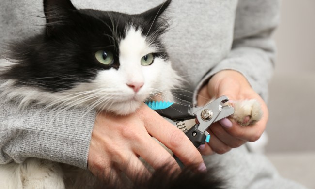 Person holding a black and white cat for a nail trim