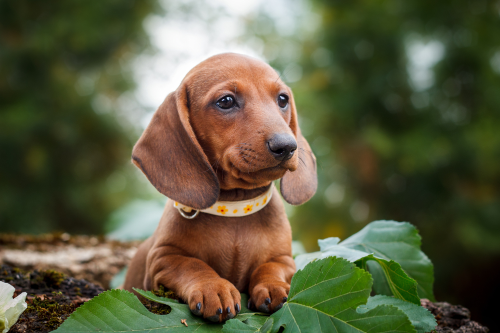 A dachshund puppy lying on a tree stump with his paws on green leaves