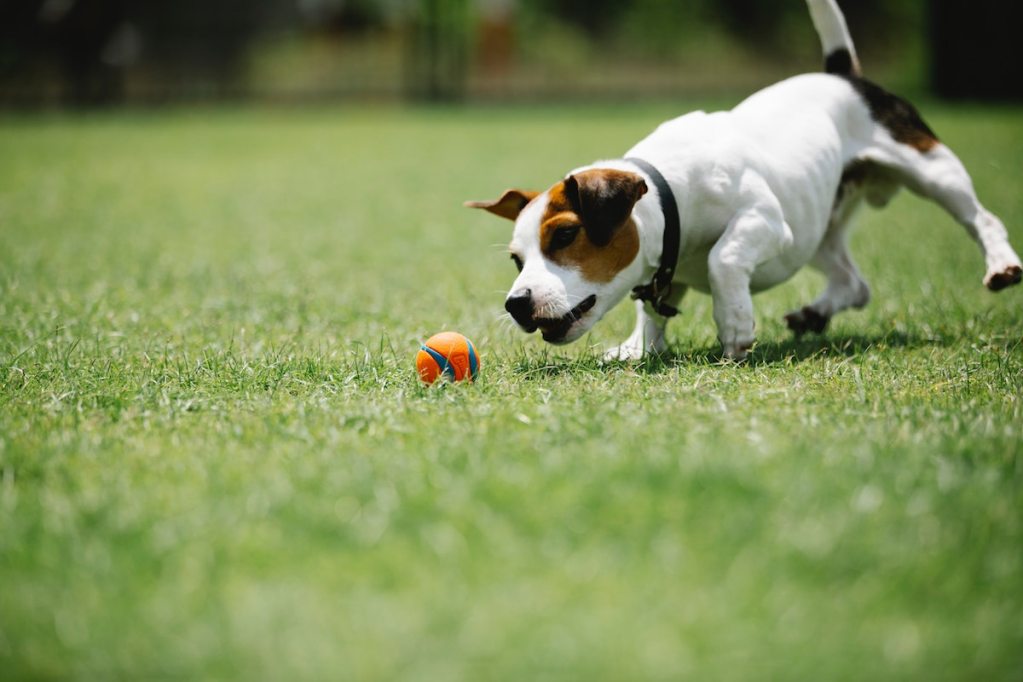 Dog chases a ball in the grass with a collar on
