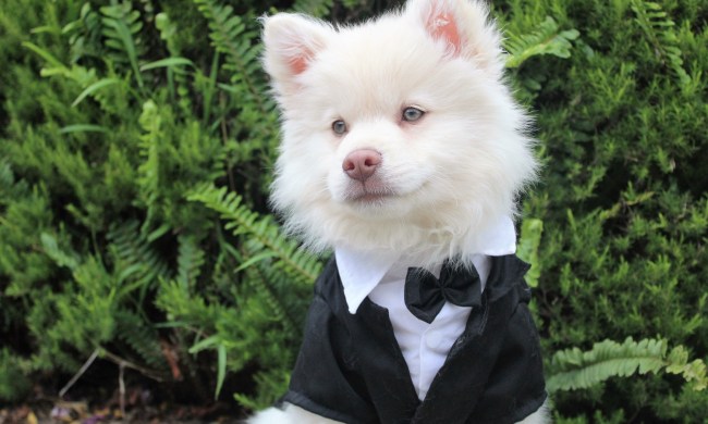 A puppy wears a tuxedo