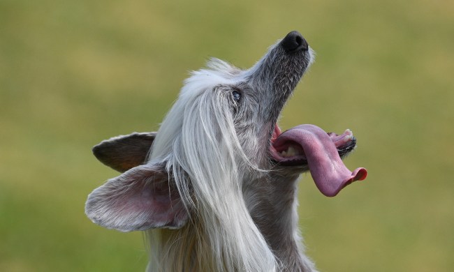 a gray Chinese vrested dog looks up while their tongue hangs out to the side