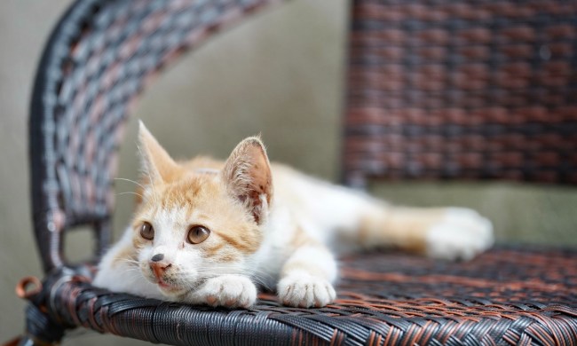 a kitten sitting on a woven chair