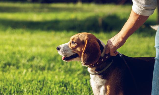 A man clips a leash on a beagle's collar.