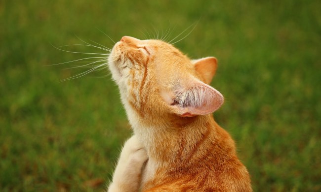 Orange cat scratching an itchy spot on its neck