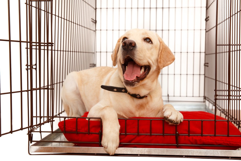 Labrador lying in crate