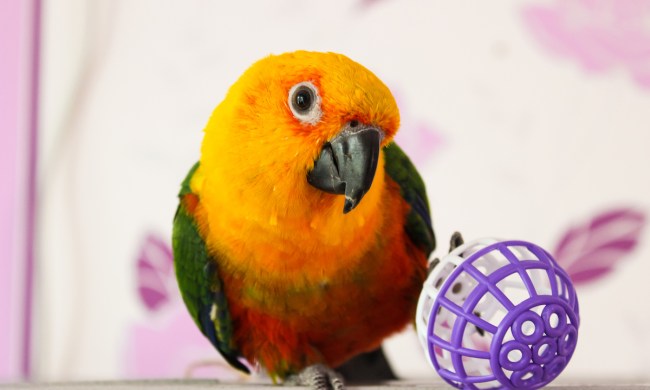 Parrot tilts its head while standing next to a ball