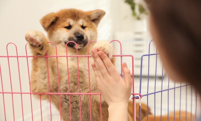 a beige akita puppy stands on their back legs inside a pink wire playpen
