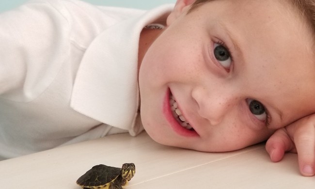 Child looking at baby turtle on counter