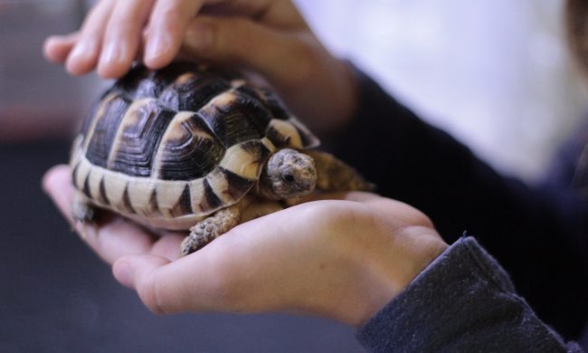 Person holds turtle in hands