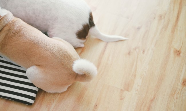 Two brown dogs lying on a wood laminate floor; the focus is on their tails.
