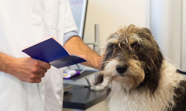 Veterinarian checking health records while dog looks on.