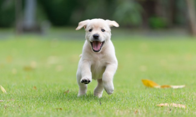 A yellow Labrador retriever puppy playing in the grass.